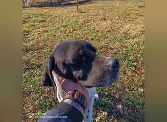 Kunta Kinte - ein ganz besonderer, freundlicher und gehorsamer Hund sucht ein liebevolles Zuhause 