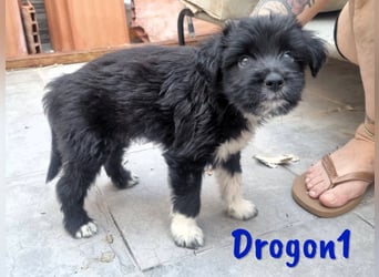 Drogon1 geb. 05/2025 (ESP) - aufgeweckter Border-Collie-Mix Welpe!