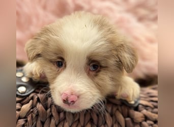 Tolle kleine Mini Australian Shepherd Welpen suchen Ihre Herzenfank