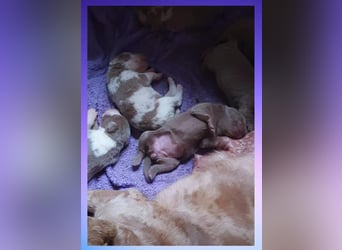 Labrador Aussiedor Welpen aus liebevoller Zucht