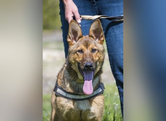 Bella2 SI – Aktive Hündin sucht passendes Zuhause