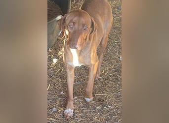 Laika - Vizsla Mix Schönheit sucht ihre Menschen