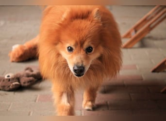 Balu SR – Schatz sucht Ruhe