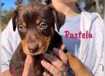 Pastela 12/2024 (ESP) - verspielte, kleine Bodeguero-Pinscher-Mix Welpin!