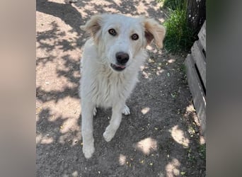 BUBBLES - Hunde-Teenagerin auf Familiensuche!
