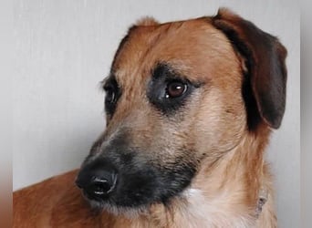 TARO❤️ wartet in 24885 Sieverstedt