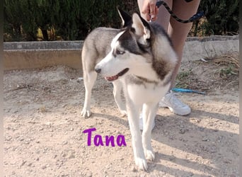 Tana geb. 11/2024 (ESP) - neugierige und sportliche, wunderschöne Husky Junghündin!