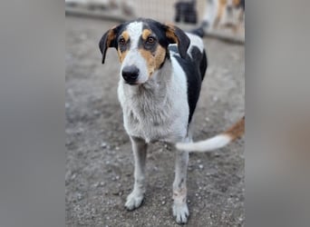 Dino ❤️ aufgeweckter, lieber Traumhund