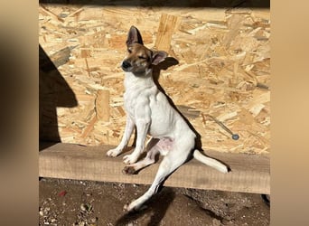 lebenslustige kleine ROXY - 3 Jahre, 38cm/8kg - Jack Russell-Mix