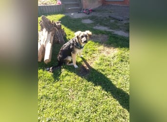 Tobi - aktiver, lebhafter und verspielter Schäferhund-Mix Rüde / Pflegestelle in 33...Paderborn
