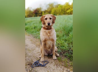 Wurfankündigung Labradoodle F1B Welpen