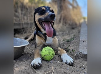 Spikey sucht dringend ein neues Zuhause