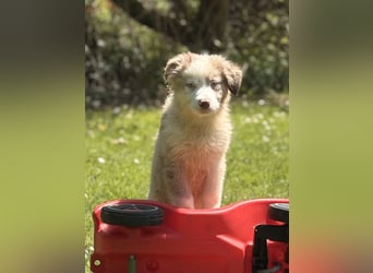 Tolle Australian Shepherd Welpen suchen Ihre Herzenfank