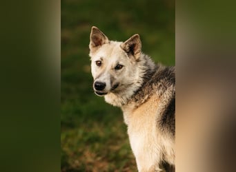 Sanfte Tika sucht liebevolles Zuhause