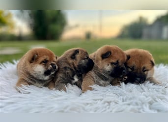 Shiba Inu puppies