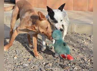 BARNABY-bei Anblick - LIEBE- hier wartet ein Seelenhund auf seine liebevolle Familie