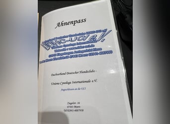 NEUE Welpen sind da.. die reinrassigen Dogo Argentinos mit Ahnenpass