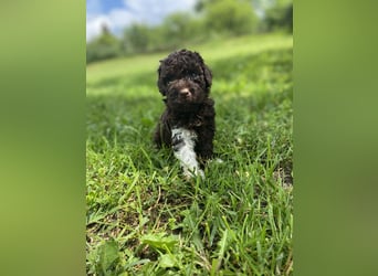 Lagotto Romagnolo, Welpen von ausgezeichneter Qualität