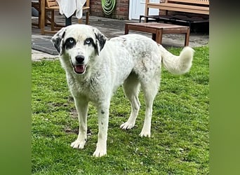 Snow, geb. ca. 06/2023, lebt auf einer Pflegestelle in 47652 Weeze