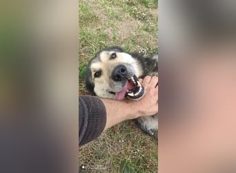Maxx – ein gutmütiger Schatz