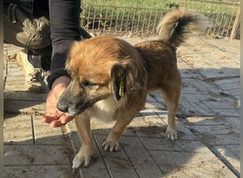 ♥ENNIO♥ süßer, hübscher, aktiver kleiner Rüde 30 cm