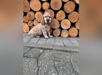 englische Cocker, Spaniel Welpen
