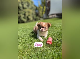 Chihuahua Welpen