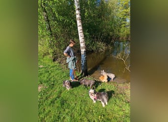 Rocky Shih Tzu Mischling sucht liebevolles Zuhause