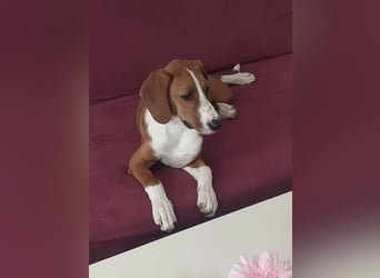 Valentina – Lebensfreude auf vier Pfoten sucht aktives Zuhause