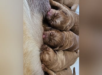 Labrador Welpen Foxred
