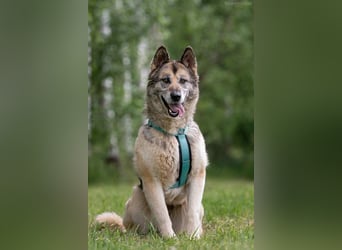 Soziale Lada sucht liebevolles Zuhause