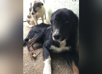 Jack (2) sucht einen Gnadenplatz