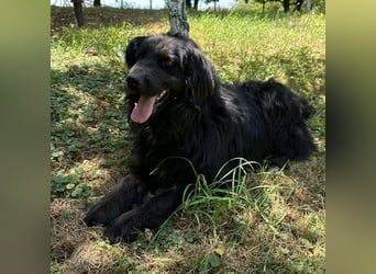 Morty ein Friendly-Dog