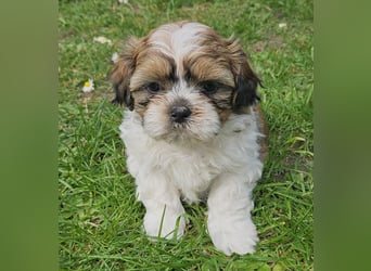 Reinrassige Shih Tzu  Welpen