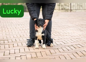 Lucky – auf kurzen Beinen über die Alpen…….
