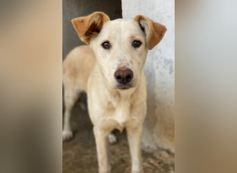 Kalena, geb. ca. 01/2025, lebt in GRIECHENLAND, im städt. Tierheim Serres