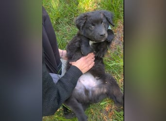 Auszug..Aussiedor F1 Familien und Therapiehund Labrador x Australien Shepherd