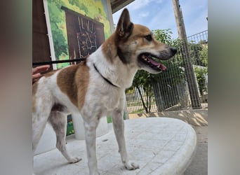 Iuko - lebensfroher Hundejunge sucht Körbchen. bei liebevollen Menschen