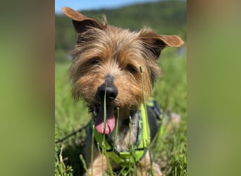 Coco, aktiv und katzenfreundlich