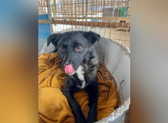 Verspielter ELVIS- sucht Zuhause für immer