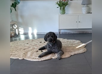 Labradoodle Welpen