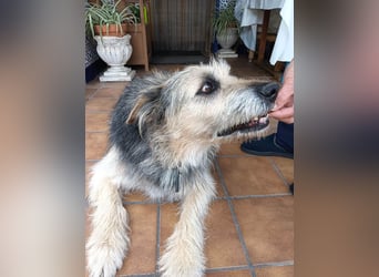 ROCKY-liebevoller, sanfter Riese in einem sehr guten Zuhause aufgewachsen