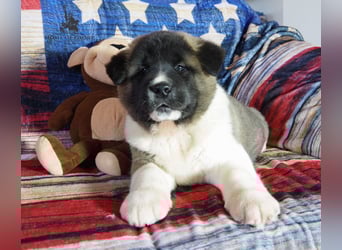 Echter reinrassiger American Akita Rüde