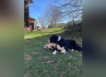 Australian Shepherd Welpen