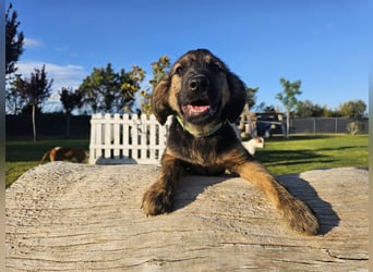 KAIKO ❤️ süüüüßer Wuschel, Pflegefamilie Kevelaer