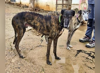 Hamu, RESERVIERT Galgo Rüde mit ruhigem zugewandten Gemüt