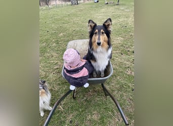 Lang- und Kurzhaar- Collie- Welpen