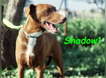 Shadow1 10/2021 (ESP) - liebevoller und sehr sozialer Podenco-Mix, ein treuer Menschenfreund!