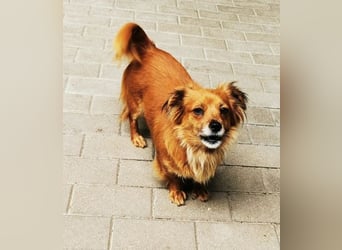 Fibi, Langhaar Chihuahua Mischling, geb. 2022, bezaubernde Hündin su. Zuhause