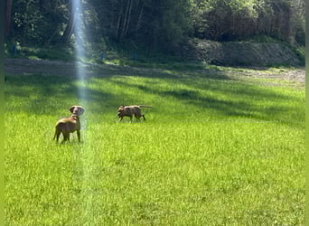 Magyar Vizsla Welpen in Erwartung